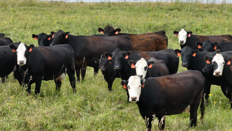 180 Black Angus and Black Baldy cows BC819D5